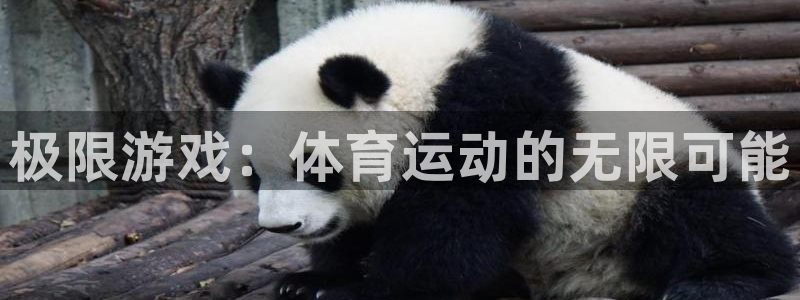 海南凯发官网下载：极限游戏：体育运动的无限可能